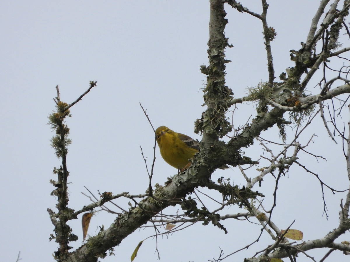 Pine Warbler - ML611694074