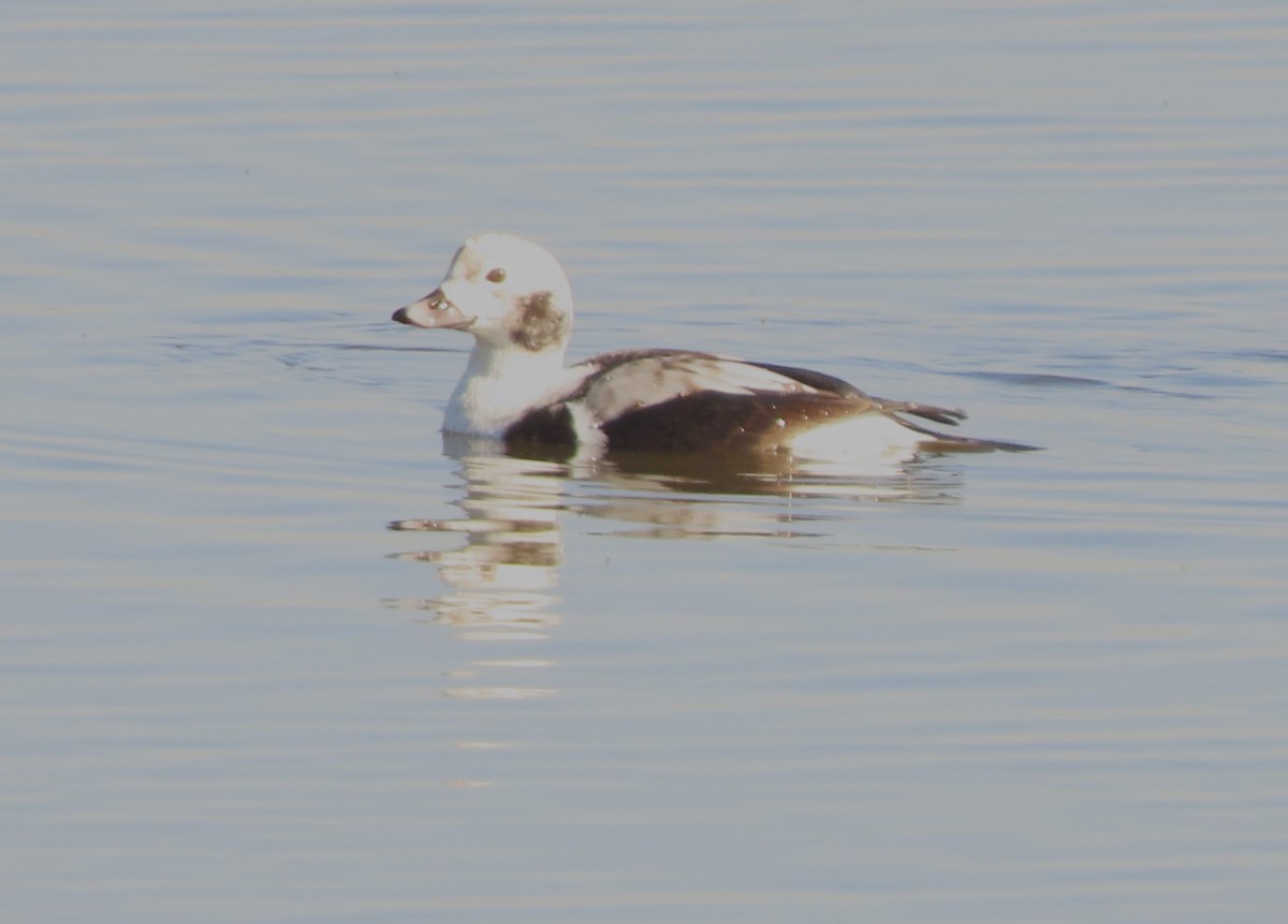 Long-tailed Duck - ML611694203