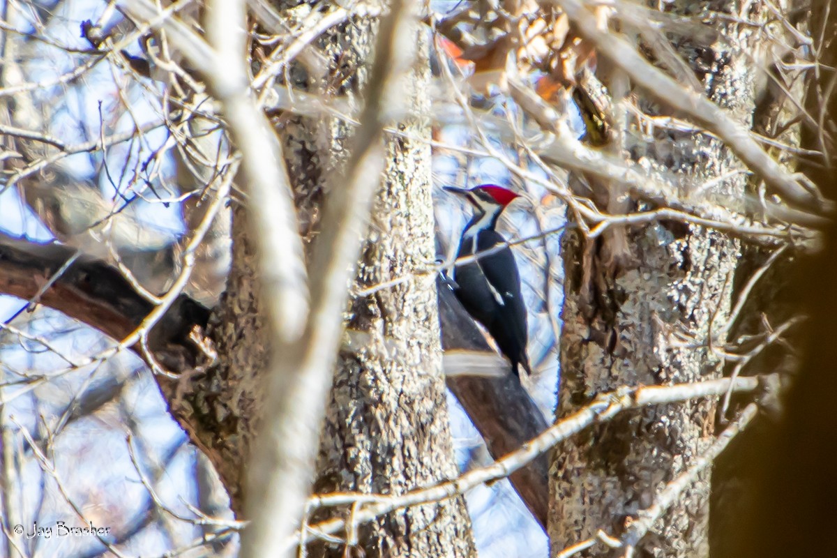 Pileated Woodpecker - ML611694342