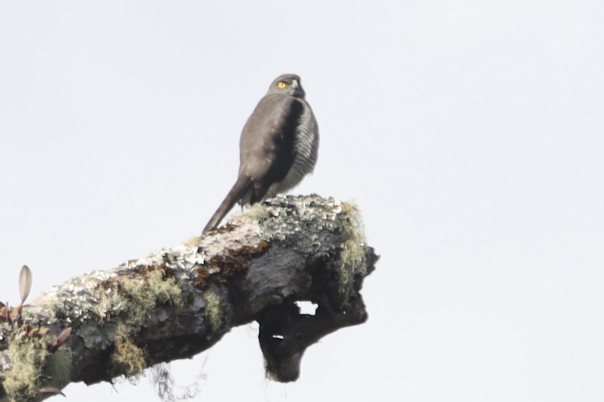 Madagascar Sparrowhawk - ML611694460