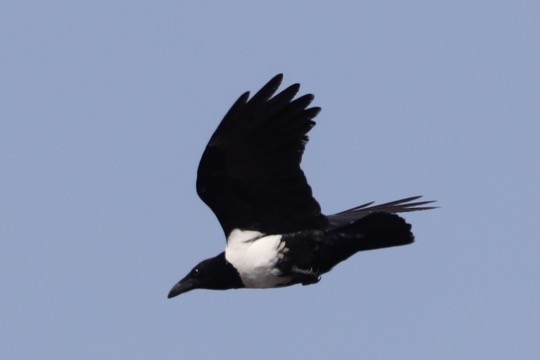 Pied Crow - ML611695094