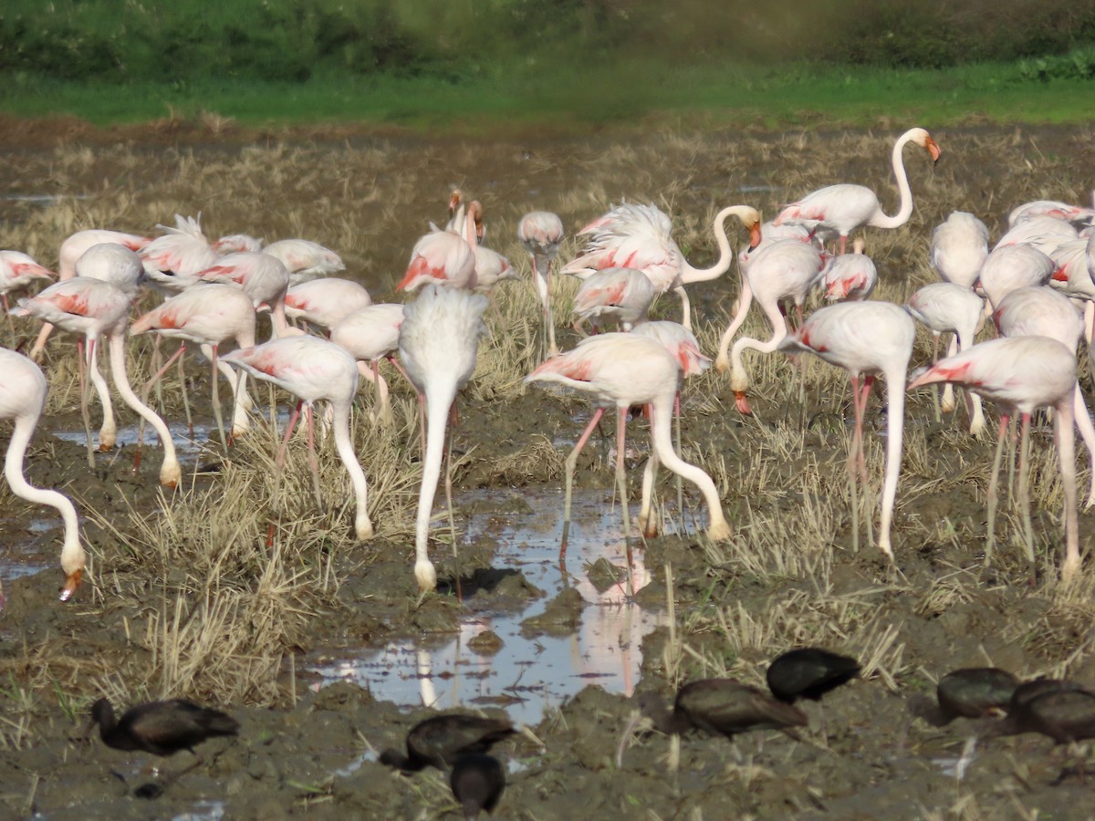 Greater Flamingo - ML611695585