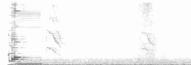 ホンセイインコ - ML611696012
