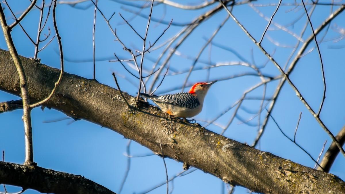 Red-bellied Woodpecker - ML611696057