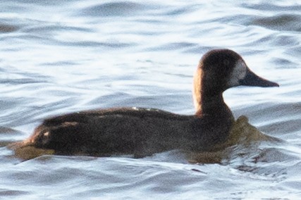 Greater/Lesser Scaup - ML611696284
