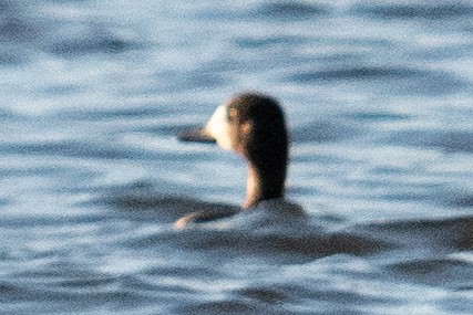 Greater/Lesser Scaup - ML611696285