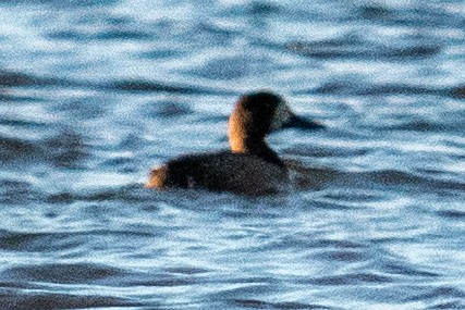 Greater/Lesser Scaup - ML611696286