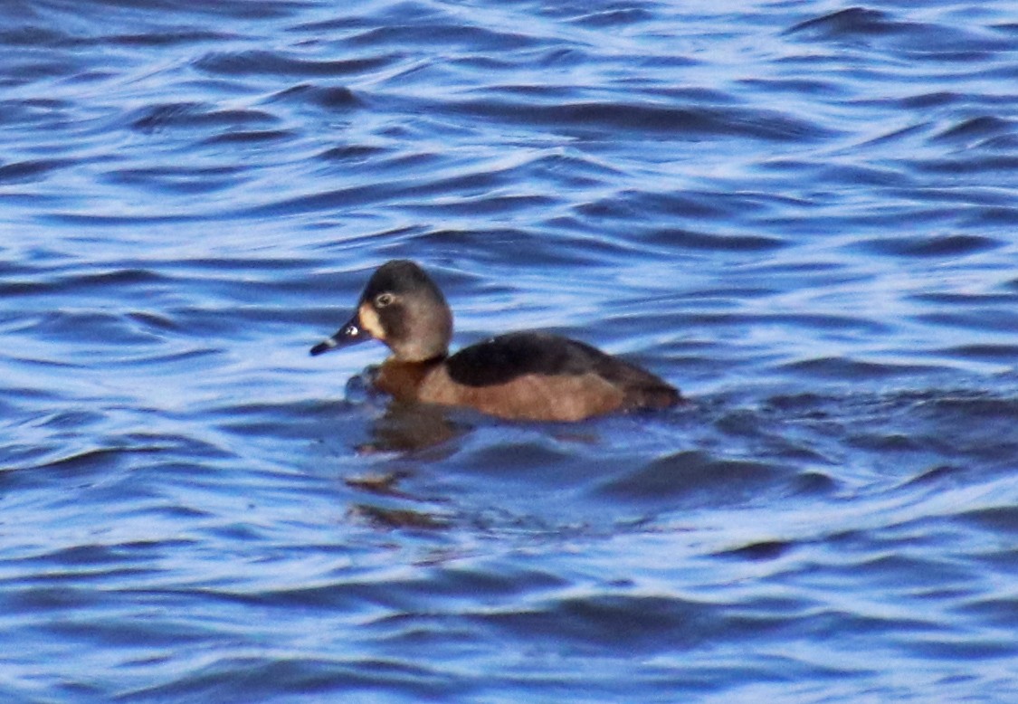 New Jersey EBird Checklist 29 Nov 2023 Delaware River Riverton