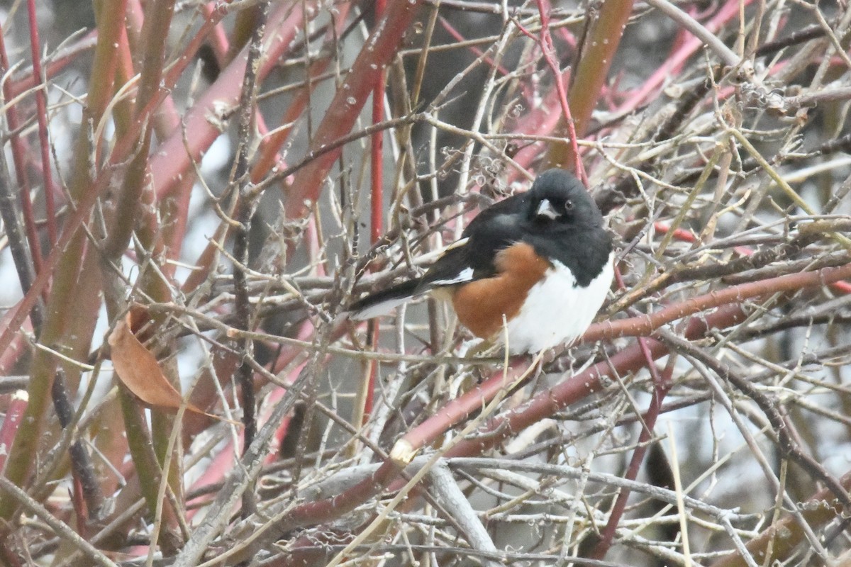 Eastern Towhee (Red-eyed) - roger beaupre