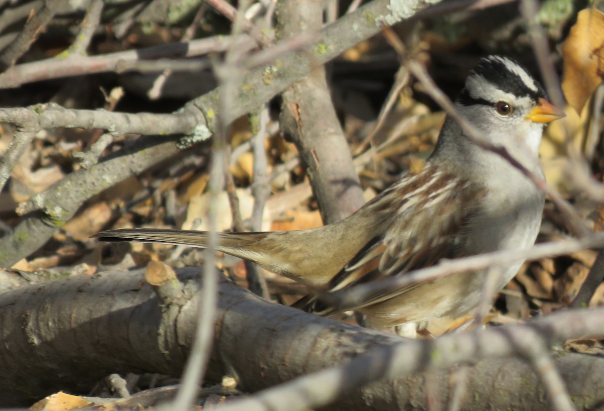 White-crowned Sparrow (Gambel's) - ML611696376