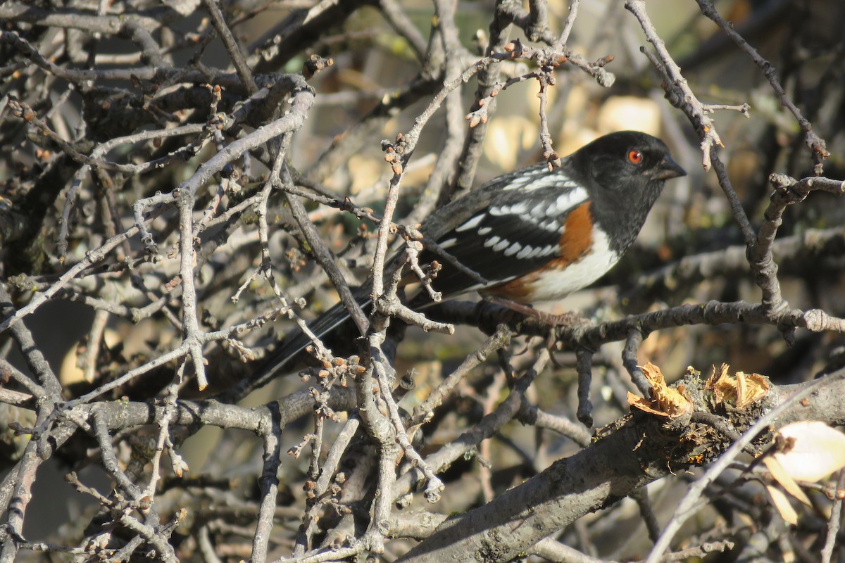 Spotted Towhee - ML611696402