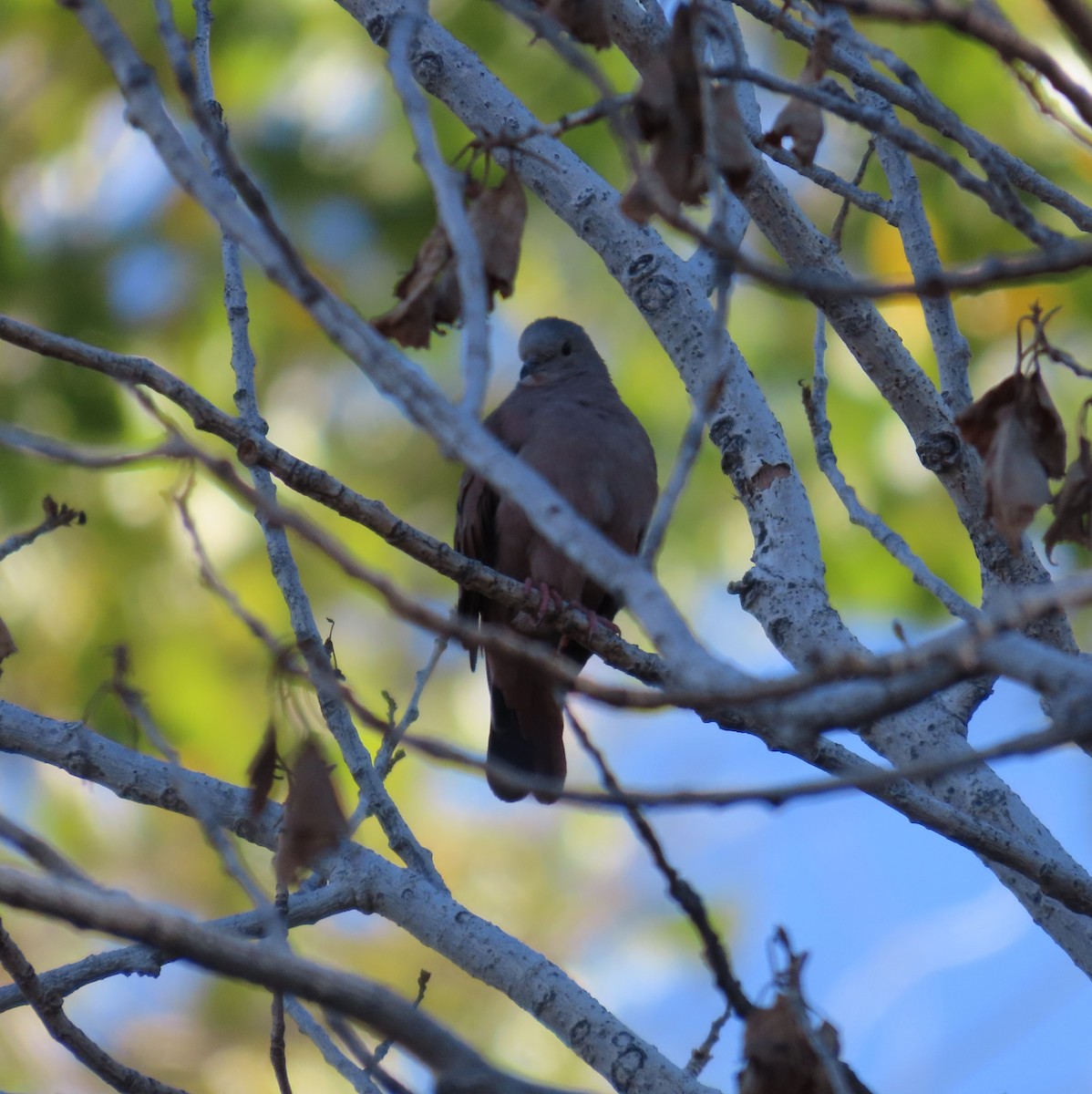 EBird Checklist - 29 Nov 2023 - Casa De San Pedro B&B--Visitors Welcome ...