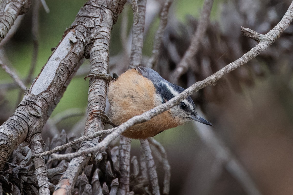 Red-breasted Nuthatch - ML611696609