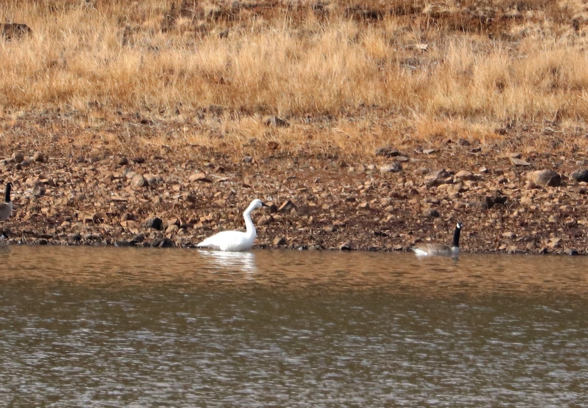 Tundra Swan - ML611696793