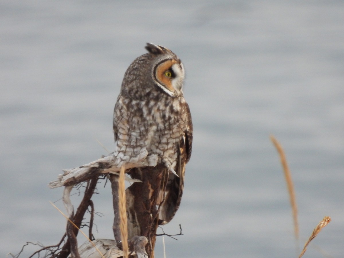 Long-eared Owl - ML611697289