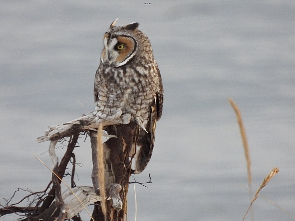 Long-eared Owl - ML611697354