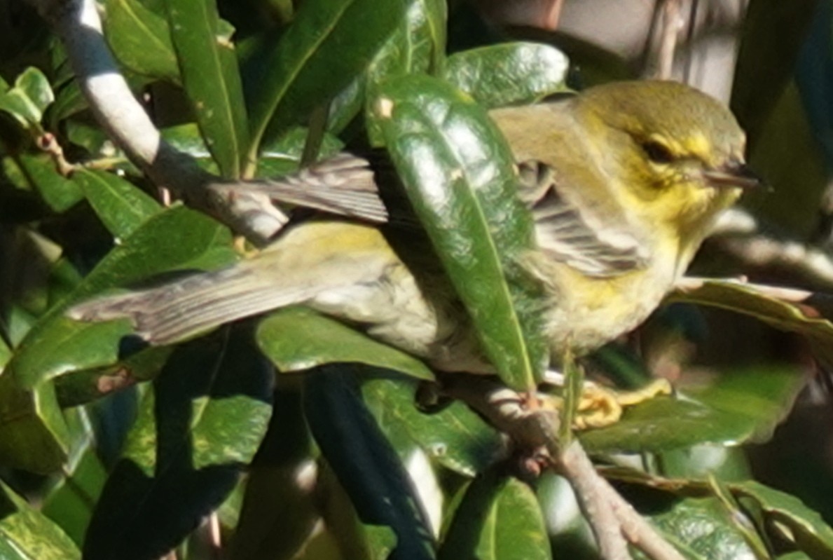 Pine Warbler - ML611697934