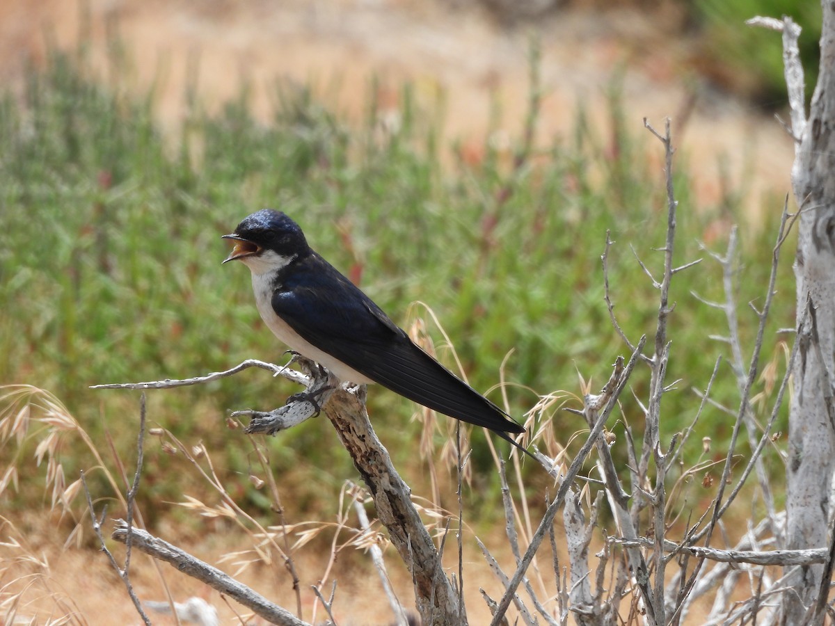 Pearl-breasted Swallow - ML611697979
