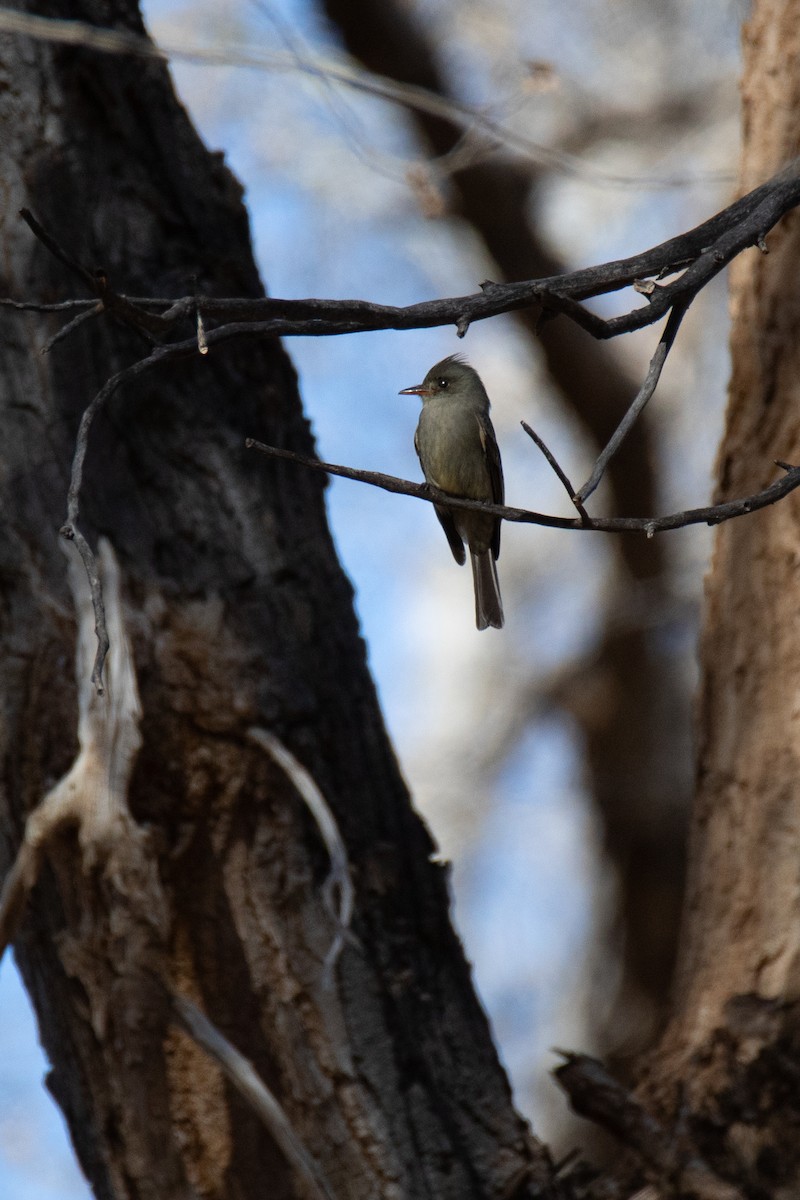 Greater Pewee - ML611698014