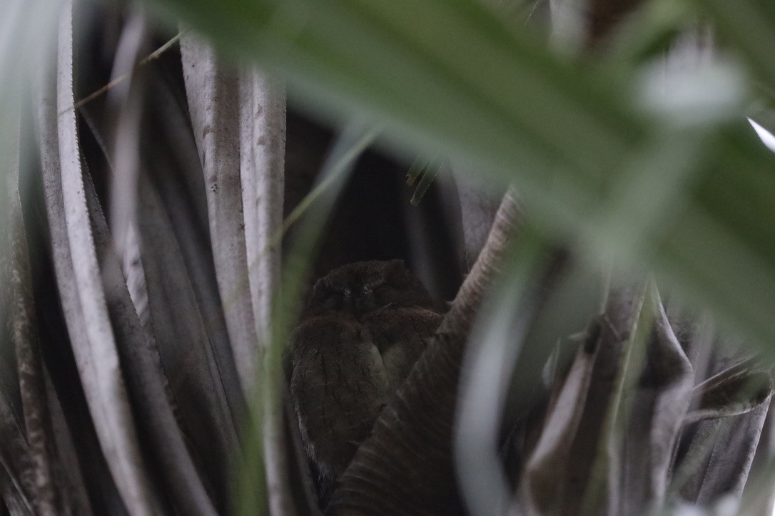 Madagascar Scops-Owl (Torotoroka) - ML611698213