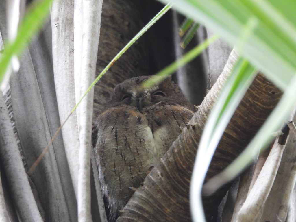 Madagascar Scops-Owl (Torotoroka) - ML611698216