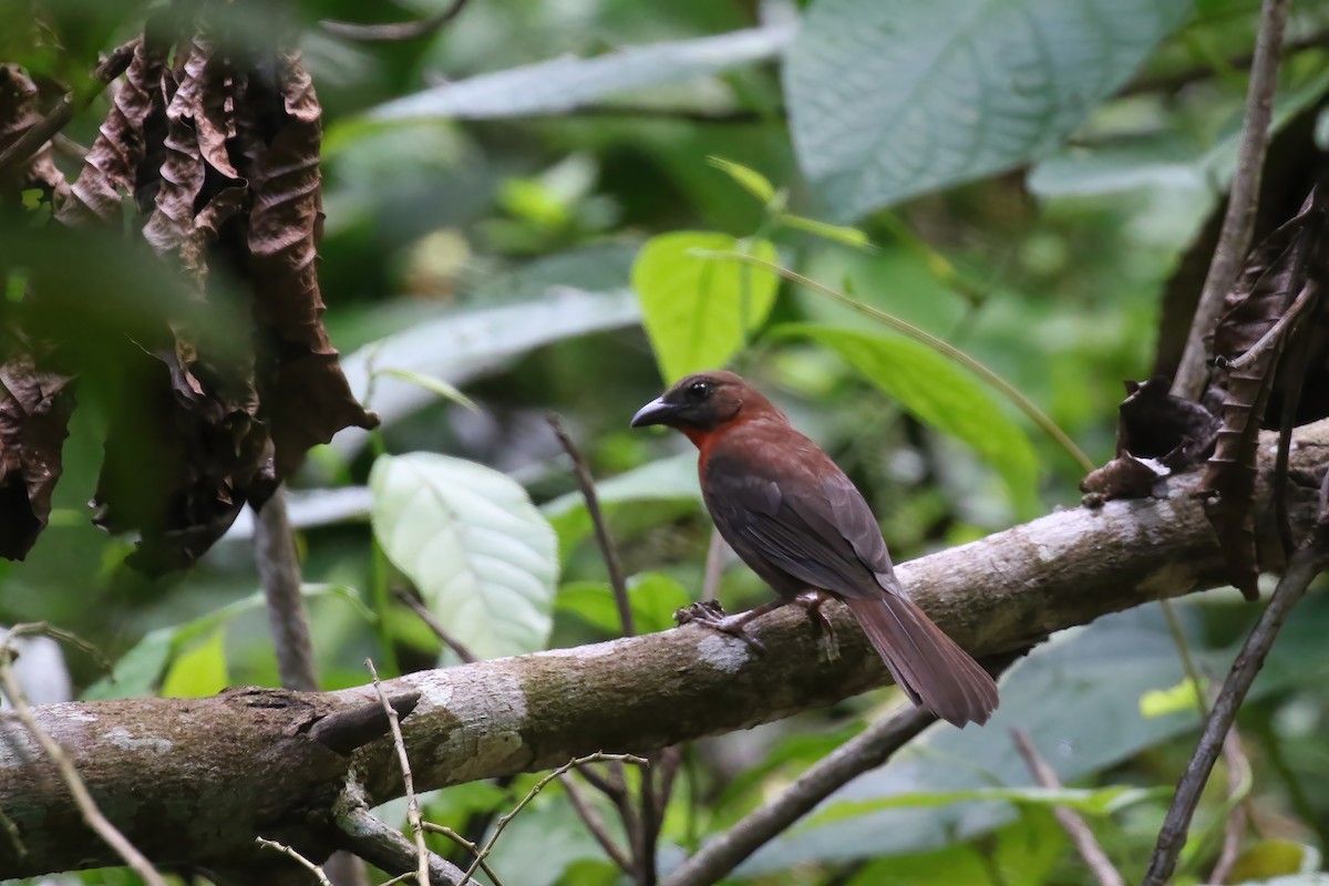 Red-throated Ant-Tanager (Red-throated) - ML611698238