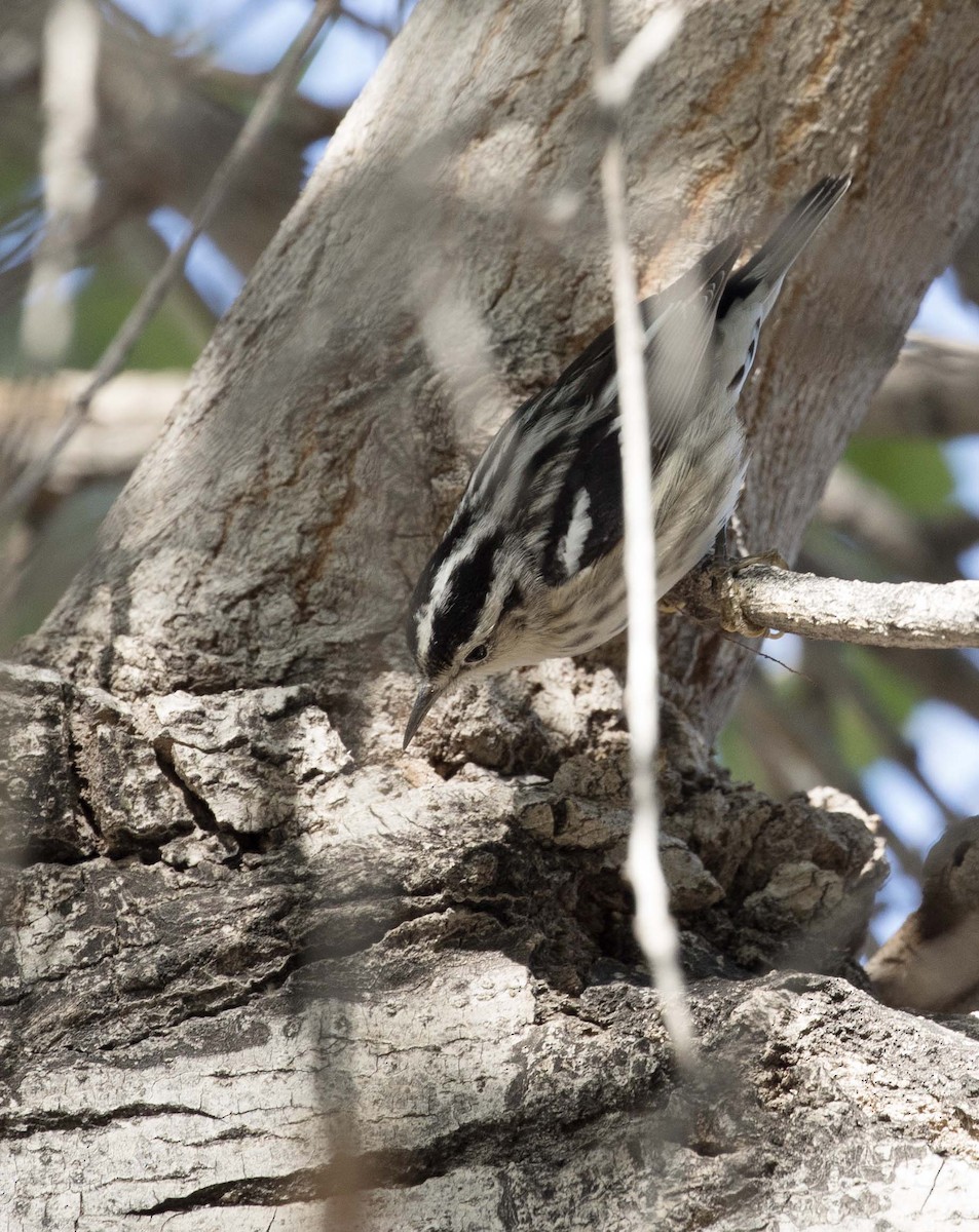 Black-and-white Warbler - ML611698265