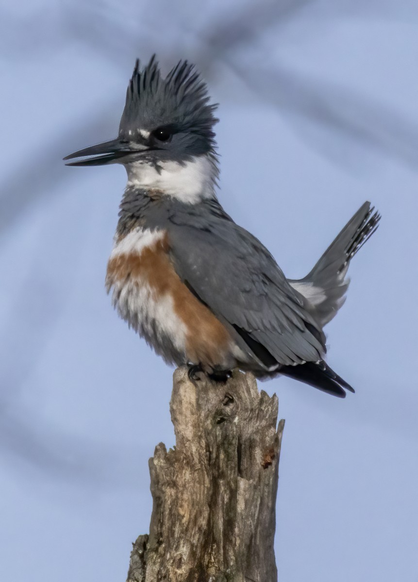 Belted Kingfisher - ML611698522