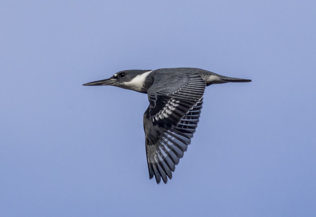 Belted Kingfisher - ML611698523