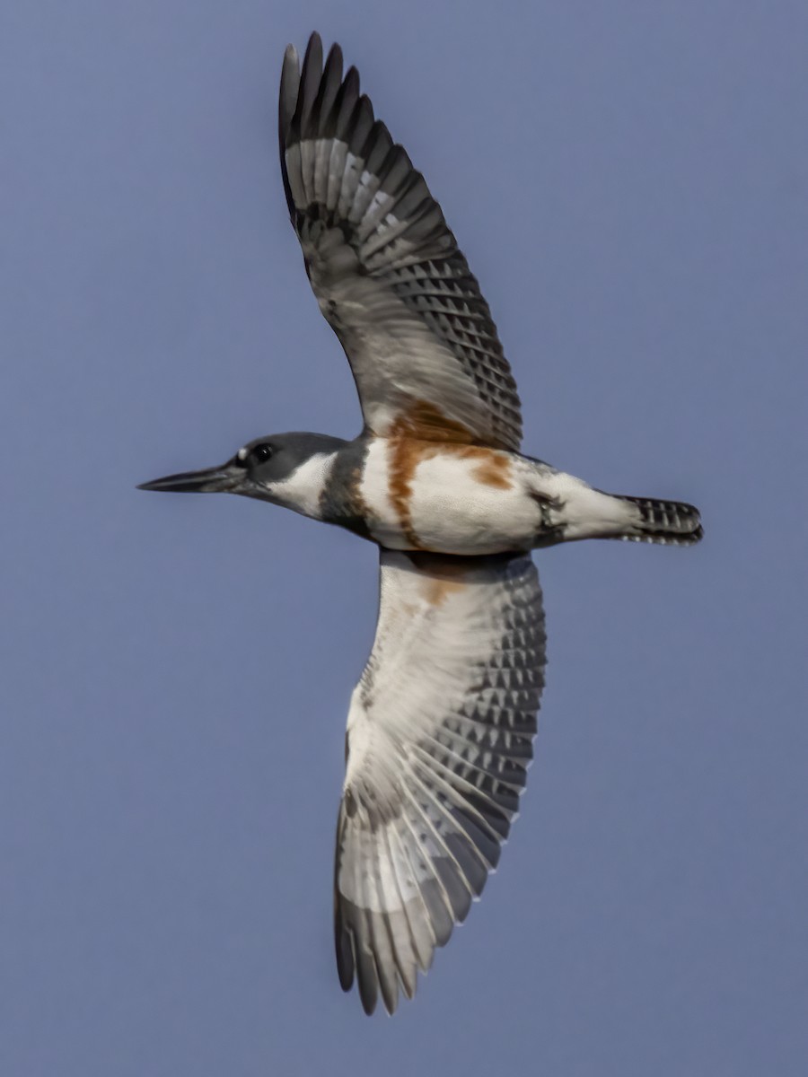 Belted Kingfisher - ML611698524