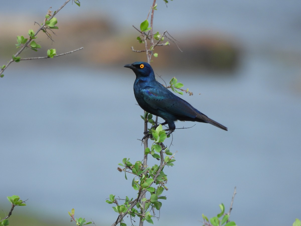 Greater Blue-eared Starling - ML611698581