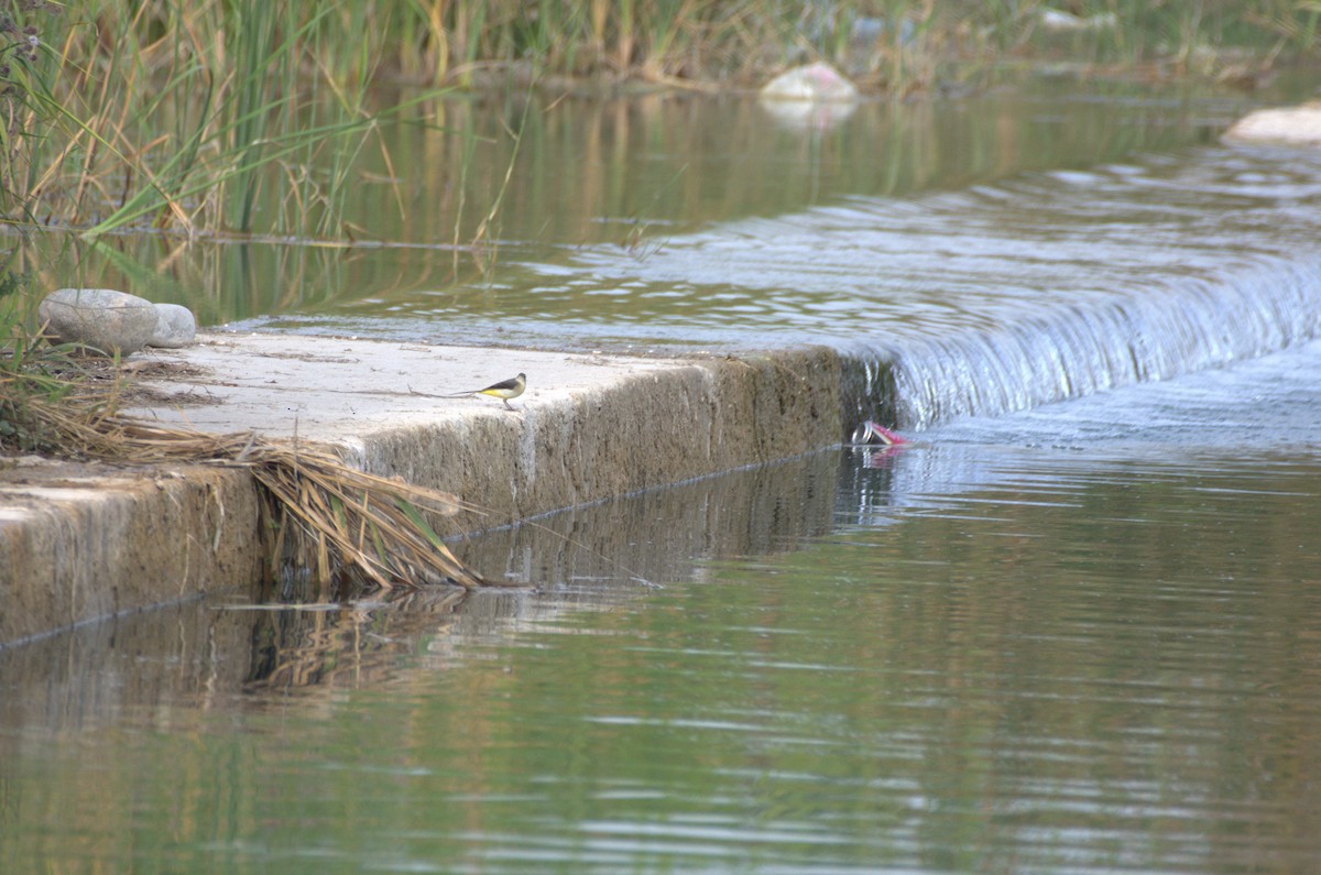 Gray Wagtail - ML611698597