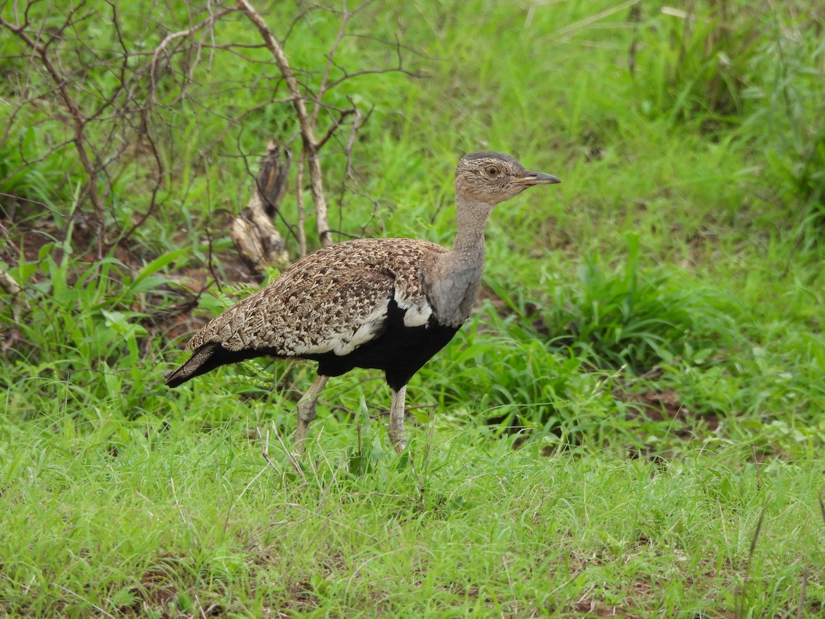 Red-crested Bustard - ML611698682