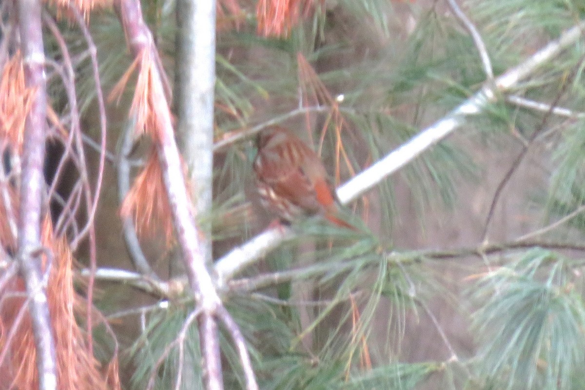 Fox Sparrow (Red) - ML611698803