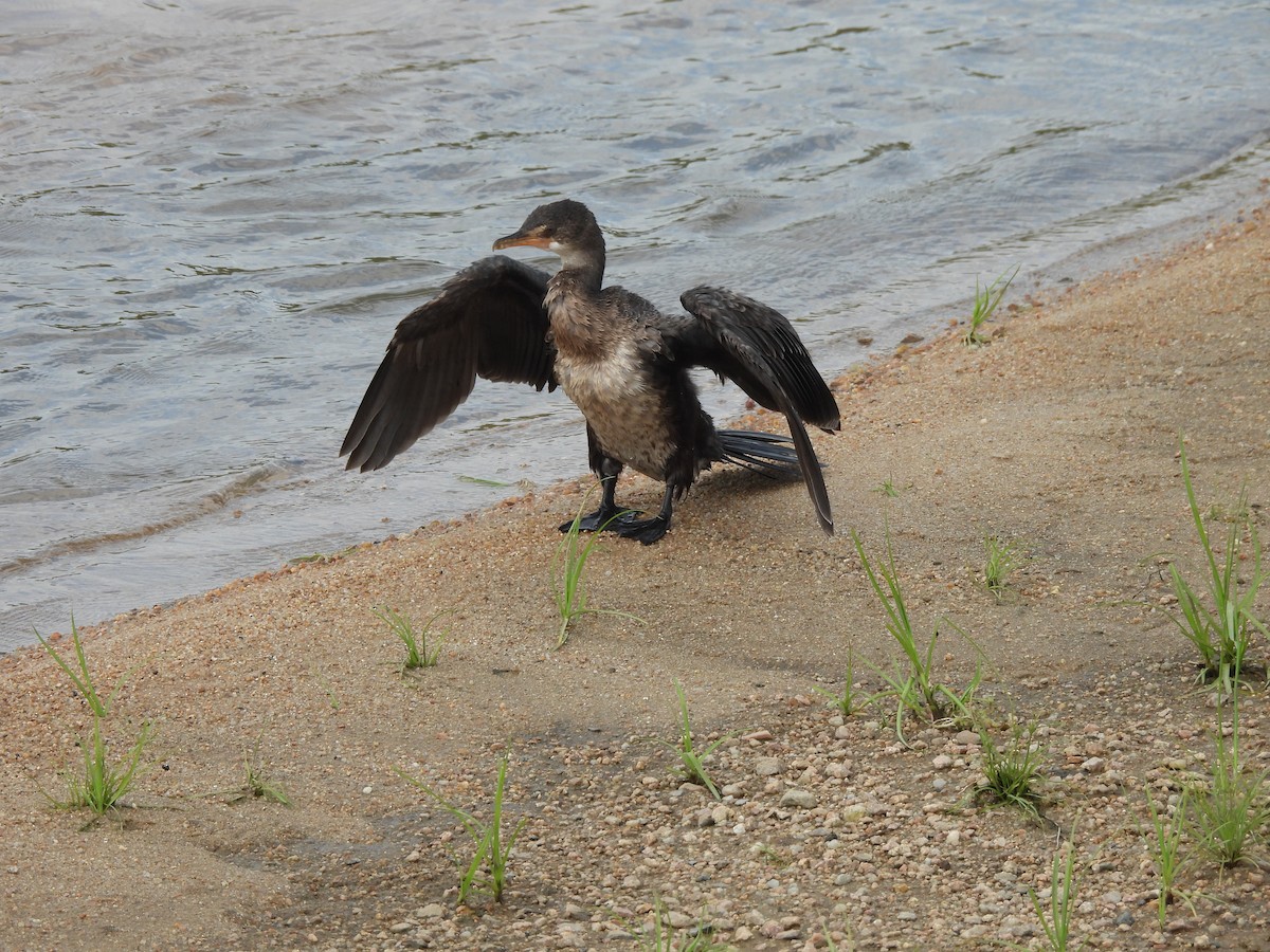 Long-tailed Cormorant - Jim Watt