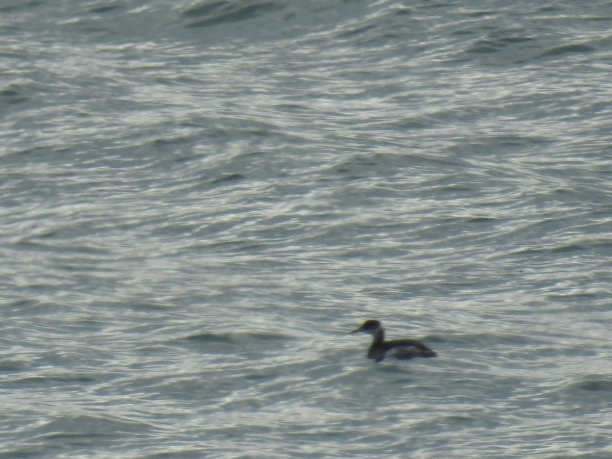 Red-necked Grebe - ML611699106