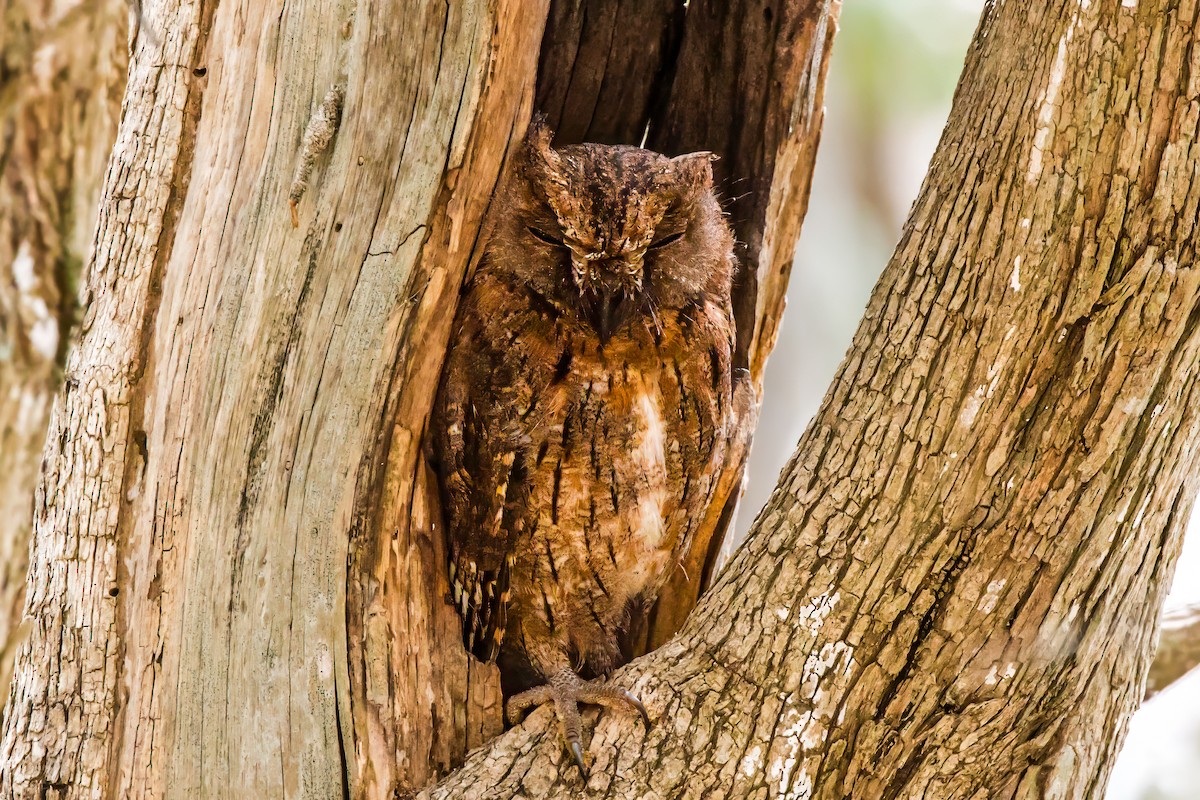 Madagascar Scops-Owl (Torotoroka) - ML611699220