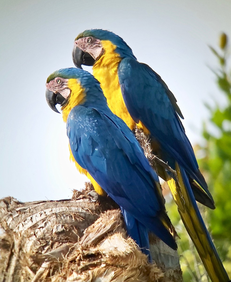 Blue-and-yellow Macaw - ML611699475