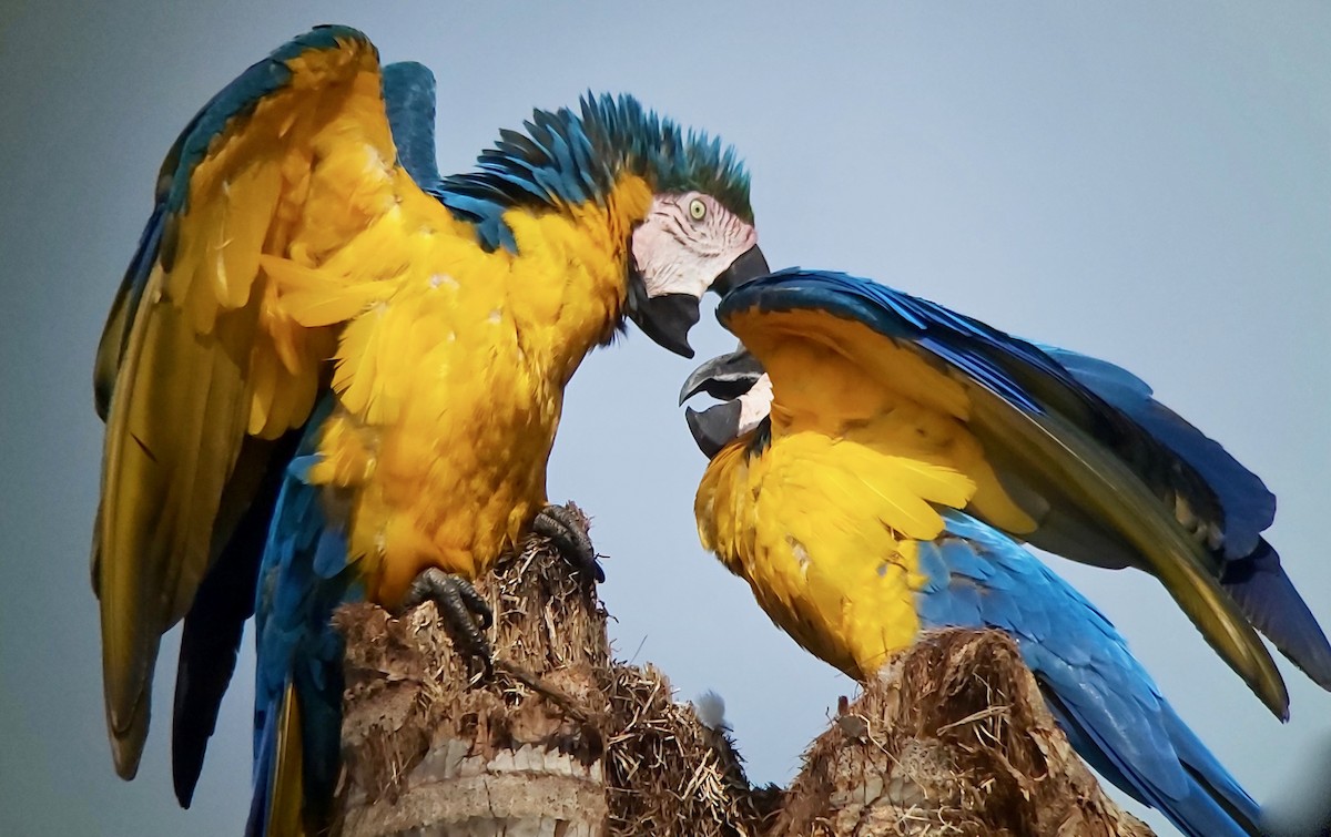 Blue-and-yellow Macaw - ML611699479