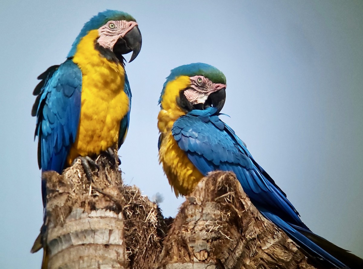 Blue-and-yellow Macaw - ML611699485