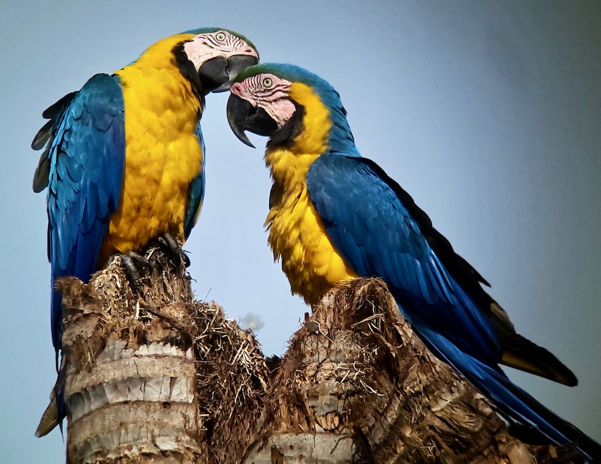 Blue-and-yellow Macaw - ML611699486