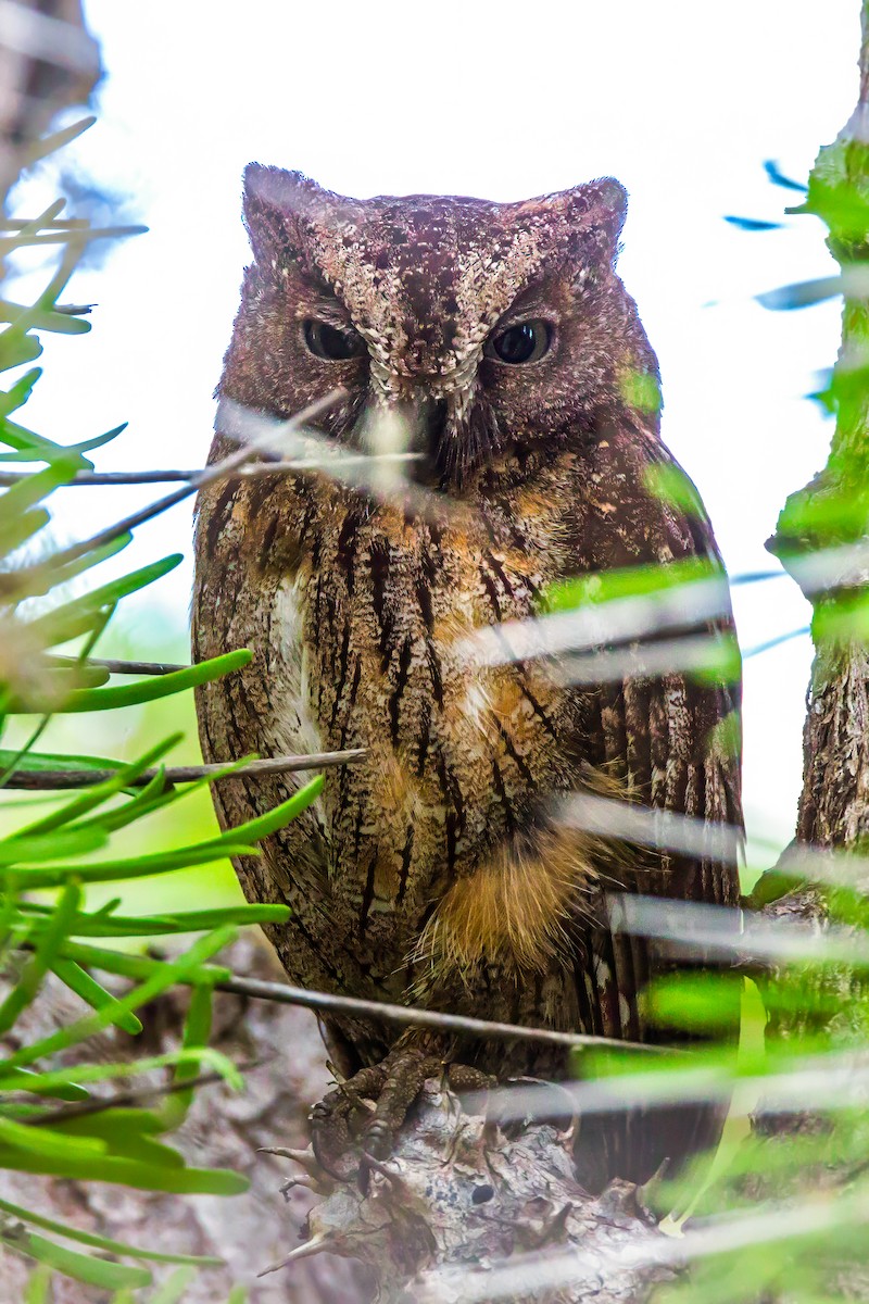 Madagascar Scops-Owl (Torotoroka) - ML611699592