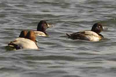 Greater Scaup - ML611699645