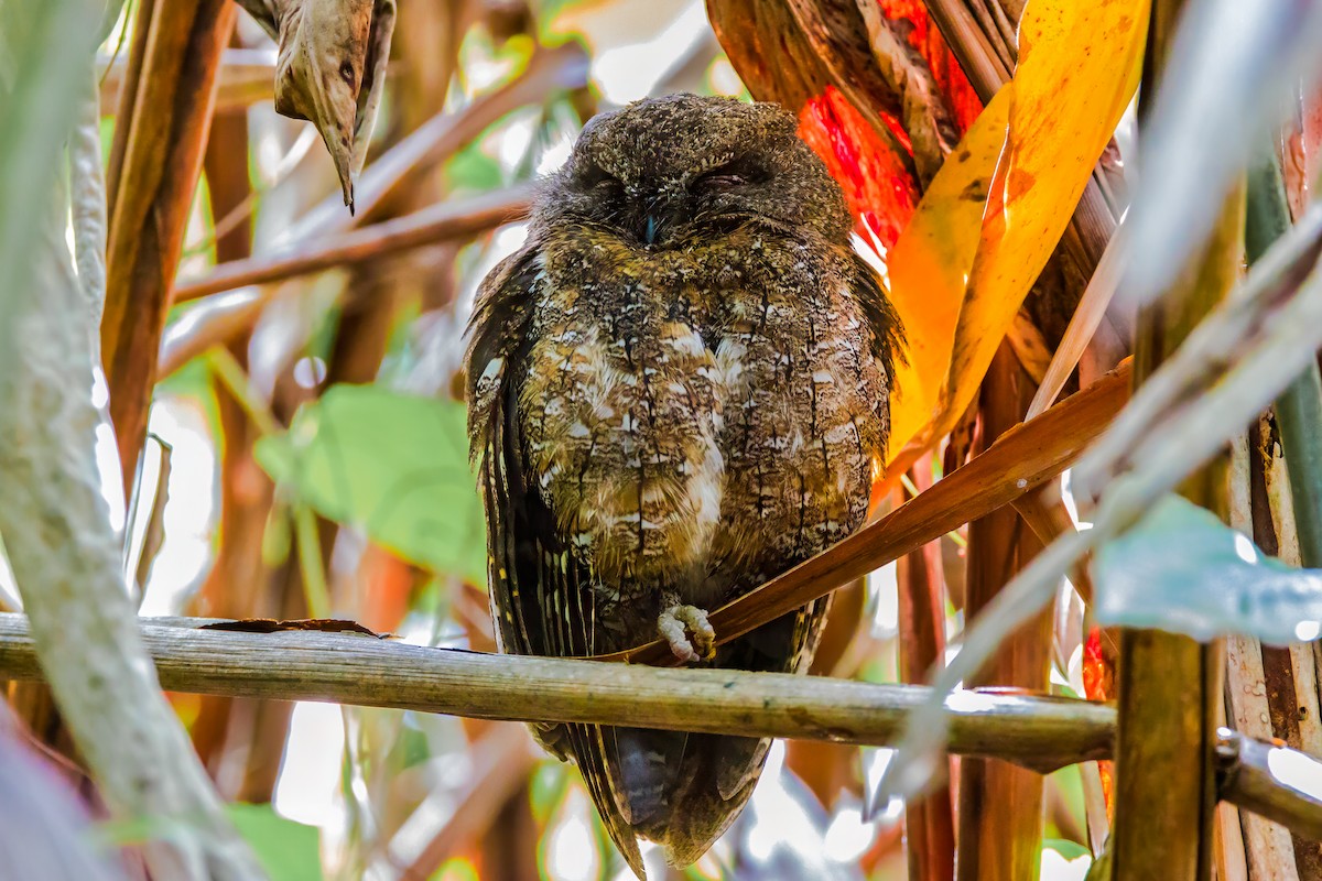 Madagascar Scops-Owl (Rainforest) - ML611699934