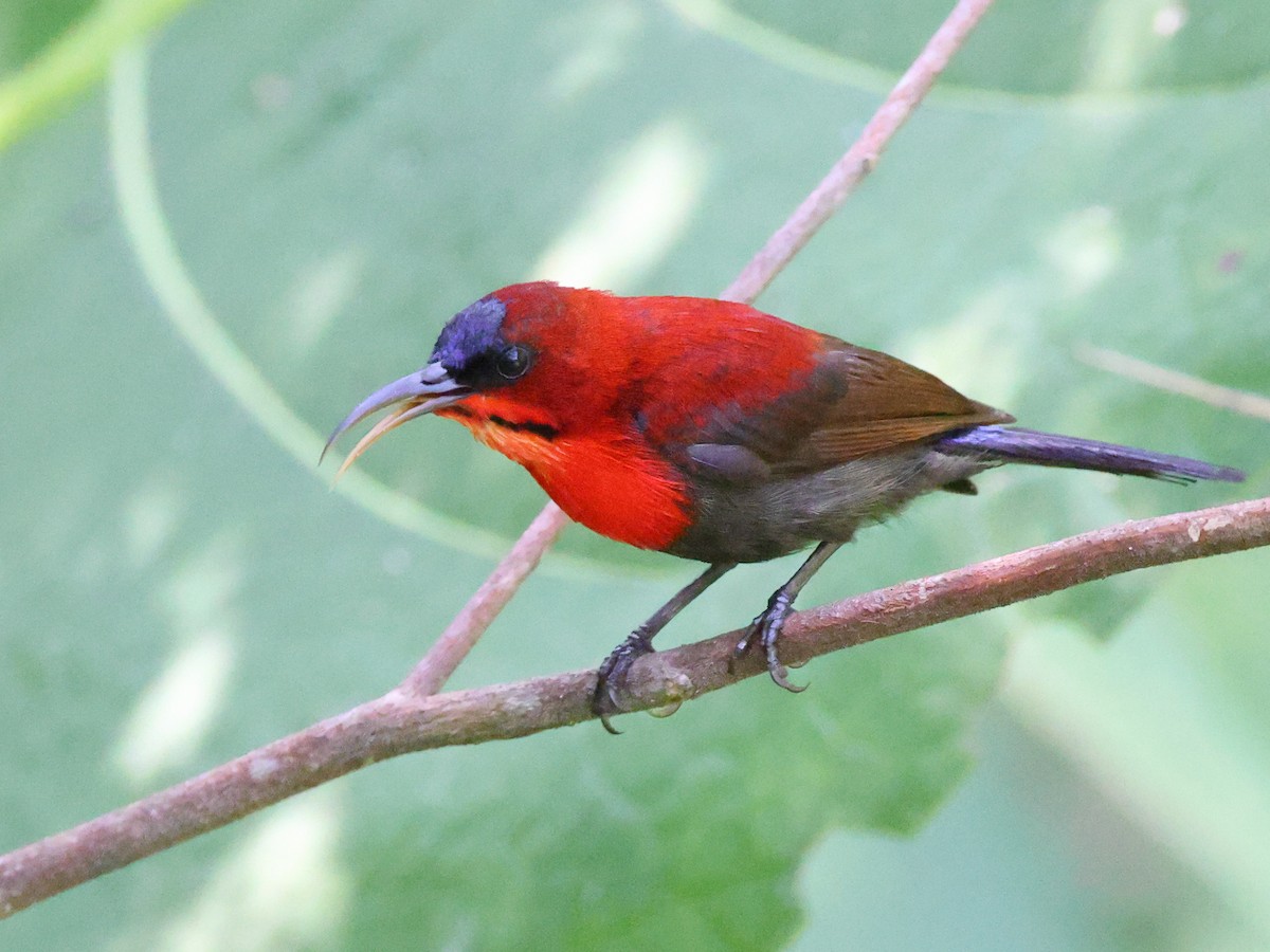 Crimson Sunbird (Sulawesi) - ML611700019
