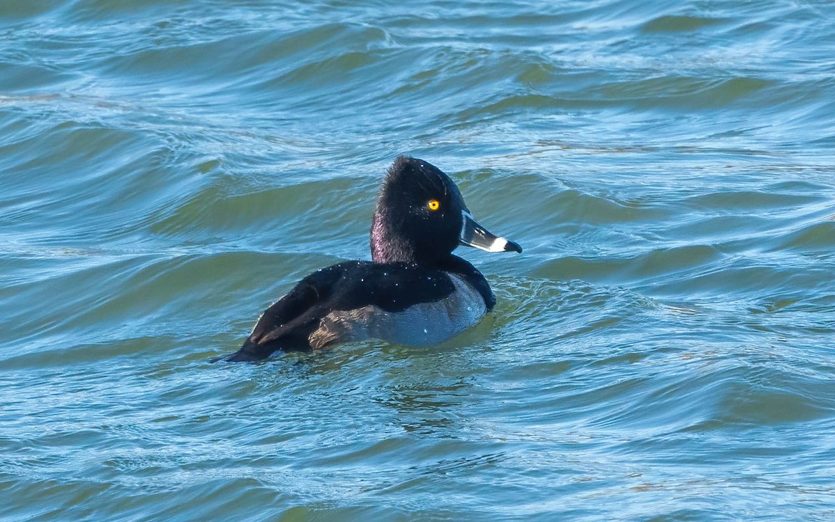 Ring-necked Duck - ML611700118