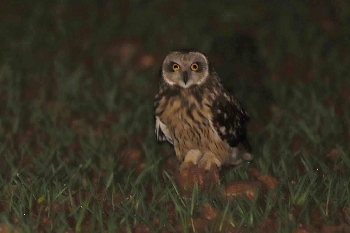 Short-eared Owl - ML611700400