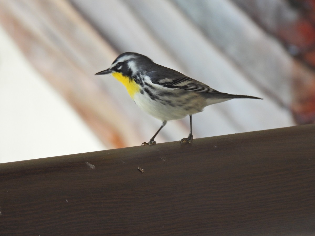 Yellow-throated Warbler - Louise Duguay