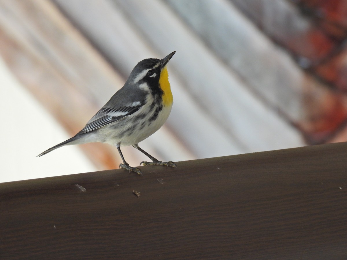Yellow-throated Warbler - Louise Duguay
