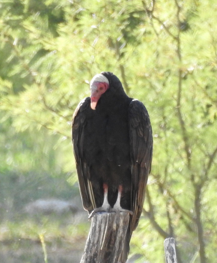 Turkey Vulture - ML611700786